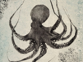 Image : 2021pulpo/pulpo.jpg